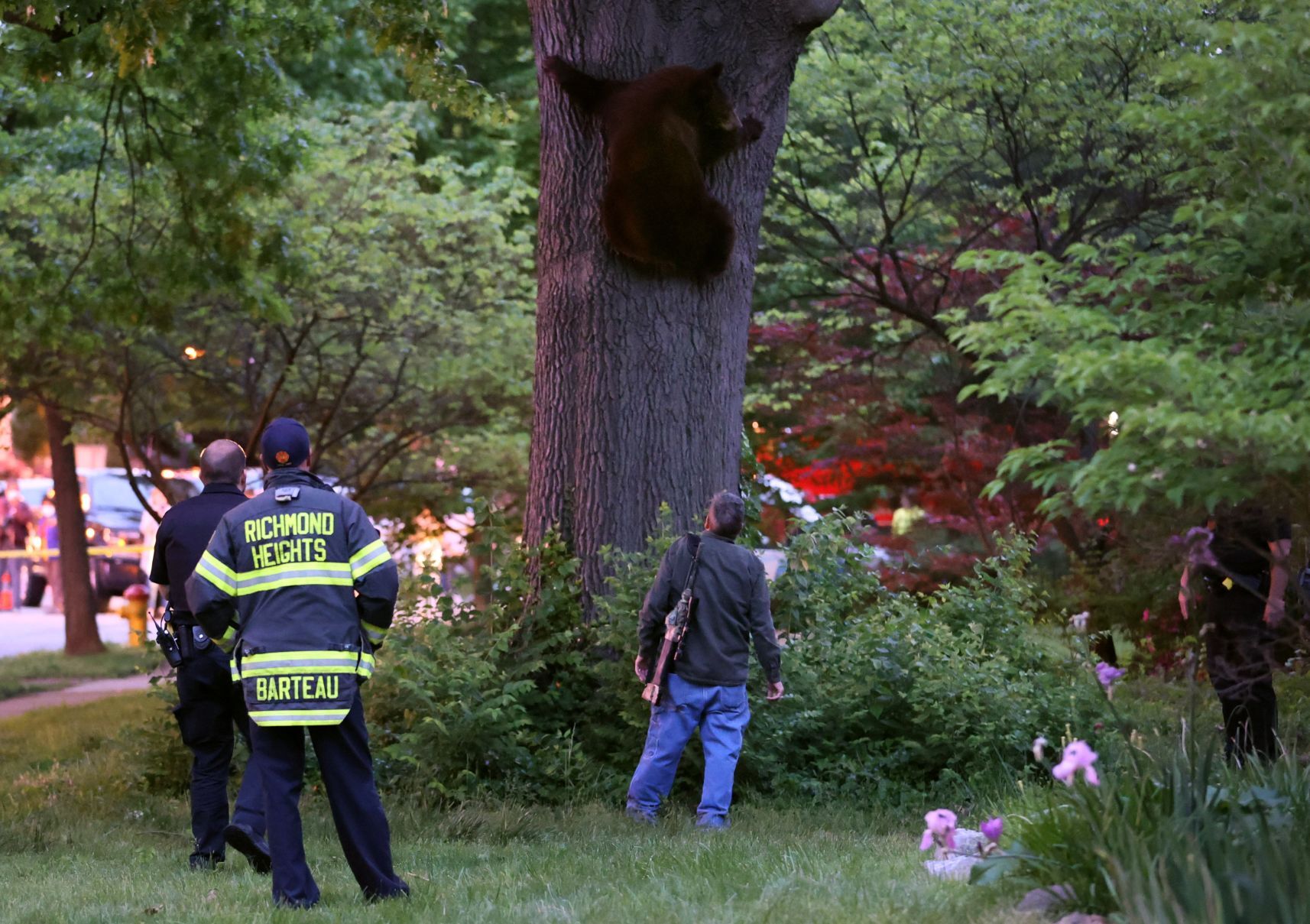 Bear in Tree in Richmond Heights